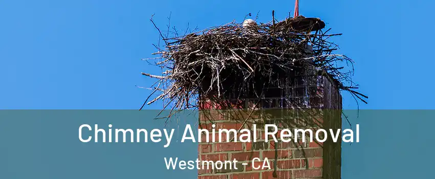  Chimney Animal Removal Westmont - CA