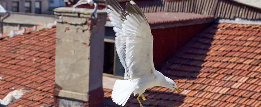 Residential Chimney Animal Removal Solution in Westmont, CA