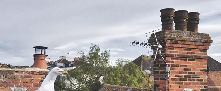Chimney Cleaning And Restoration in Westmont, California